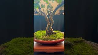 Ninebark Bonsai bonsaitree bonsai gardening garden treeshort [upl. by Kohl]