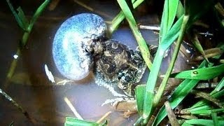 Pereréca Inchando e Cantando Physalaemus marmoratus [upl. by Yousuf]