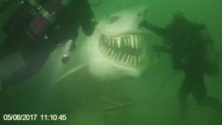 Requin Lac Neuchatel juin 17 [upl. by Atterg]