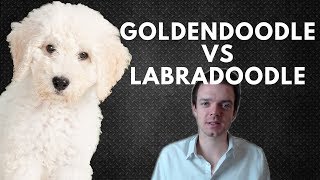 Goldendoodle vs Labradoodle  Choosing a Puppy [upl. by Adlee]