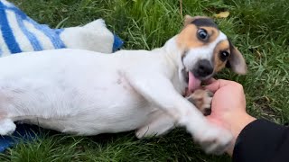 Relaxation and chill with Jack Russell Terrier Footage [upl. by Terrill]