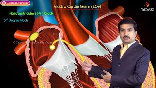 ECG Waves Electrocardiogram  EKG Basics  Waves Segments and Intervals  Cardiac Physiology [upl. by Edme]