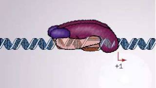 Transcription in Bacteria  Promoter and promoter complex [upl. by Gayler]