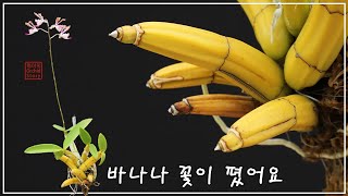 바나나 난초 Banana Orchid  Schomburgkia thomsoniana  스콤바키아 톰소니아나 [upl. by Bilat]