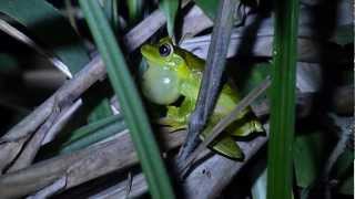 Hypsiboas albomarginatus vocalizando [upl. by Cromwell]