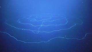 Beautiful Giant Siphonophore Apolemia at Abyssal Deep Sea Canyons Off Ningaloo [upl. by Yendys]