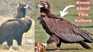 Cinereous Vulture Feeding on Carcass Vulture Conservation Vulture Education Wildlife Documentary [upl. by Damalis]