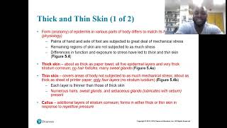 Chapter 52 and 53 Epidermis and Dermis [upl. by Aiuhsoj898]