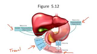 Intro to Hormones for the USMLE Step 1 [upl. by Anos]