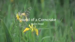 Corncrake Calling [upl. by Bradski]