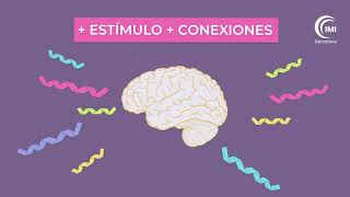 ¿Cómo aprende el cerebro del niño 💡 Introducción a la Neurociencia y el funcionamiento del cerebro [upl. by Riorsson]