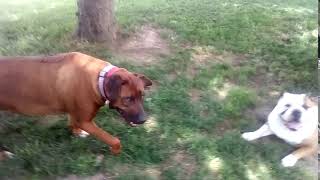 Rhodesian ridgeback chasing and barking 3 [upl. by Berlin]