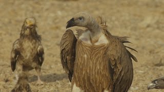 Griffon Vultures on a carrion  נשר מקראי [upl. by Rhines]