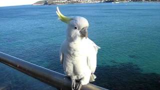 Talking to a SulphurCrested Cockatoo [upl. by Lole]