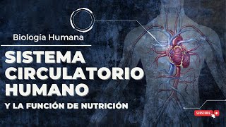 EL SISTEMA CIRCULATORIO HUMANO y la función de nutrición Guía Completa [upl. by Aniretake185]