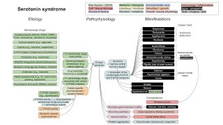 Serotonin syndrome mechanism of disease [upl. by Atiuqad]