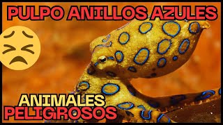 🔴Animales Peligrosos Pulpo Anillos Azules 🐙 peligrodeextincion noticias pulpo [upl. by Ainad]