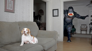 Dog Pranked by Dancing Gorilla Funny Dog Maymo [upl. by Ellives705]