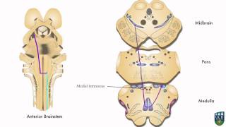 AXON Dorsal Column Pathway Fine Tactile Sensation Conscious Proprioception from Hand 5 of 9 [upl. by Emerej]