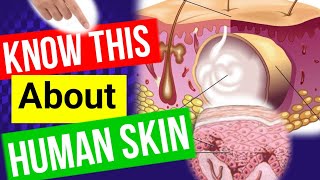 Integumentary system skin Anatomy Anatomyandphysiology [upl. by Chev]