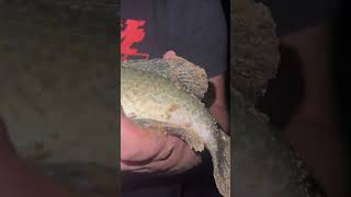 Nice Murray Cod fishing murraycod yarrawonga fish cod [upl. by Nisse]