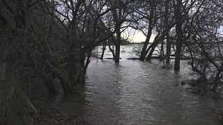 Hochwasser am Rhein bei Kaiserswerth [upl. by Rollins]