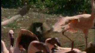 baboon vs flamingo [upl. by Yael]