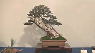 Best of 20 Years Bonsai quotTROPHYquot 2019 Part II [upl. by Ynohtnakram]