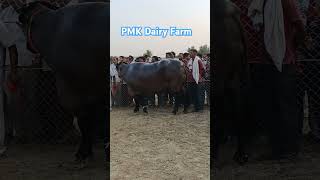 दुसरे बयांत की बहुत ही सुन्दर झोंटी 🥳🥳🥳🚨🚨👌👌bull masti [upl. by Forkey]