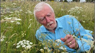 Burnet Saxifrage with John Feehan Wildflowers of Offaly series [upl. by Kazim]