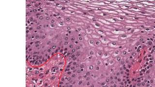 Lab Review of Epithelial Tissue and Histology [upl. by Ariem808]