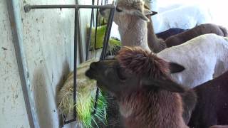 Do the alpacas love Barley Fodder Yes [upl. by Neall]