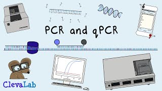 What is PCR and qPCR  PCR Animation [upl. by Palm]