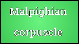 Malpighian corpuscle Meaning [upl. by Podvin]