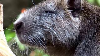 Cubaanse hutia Capromys pilorides  20130427 [upl. by Melinda]