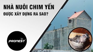 Nhà Nuôi Chim Yến Được Xây Dựng Ra Sao [upl. by Brier]