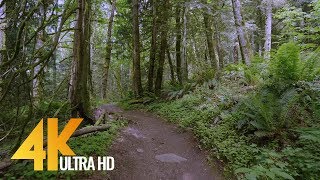 4K Virtual Forest Walk  5 Hours Walking in the Woods Grand Ridge Trail Issaquah WA [upl. by Staffan]