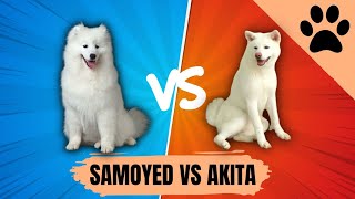 El Samoyedo vs El Akita [upl. by Mailli]