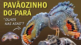 PAVÃOZINHODOPARÁ A Ave que ESPANTA PREDADORES com as ASAS e com CANTO INTRIGANTE  Planeta Aves [upl. by Lectra]