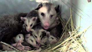 Virginia Opossum Family [upl. by Oswald]