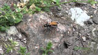 Tarantula Hawk  Spider Wasp Pompilidae Kaunos 2015 05 23 [upl. by Nyladnar]