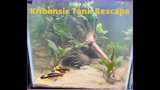 Rescaping the Kribensis Breeding Aquarium Easy Set Up and HowTo Guide [upl. by Anitnahs]