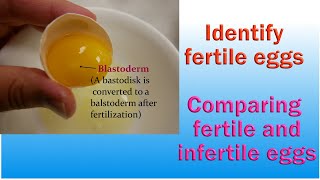 How to detect fertile egg [upl. by Einatsed]