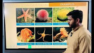 Phylum Echinodermata for class 11 or neet [upl. by Paynter484]