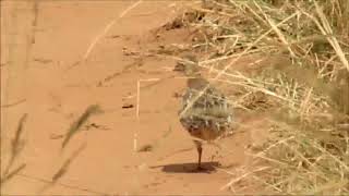 Common Kurrichane Buttonquail facts [upl. by Clerk]