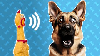 5 Squeaky Toy Sound For Dog Reaction  Dog Sounds and Noises [upl. by Aneeb]