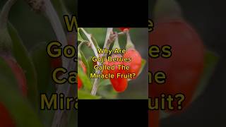 Why are Goji Berries Called the Miracle Fruit gojiberry [upl. by Anitnahs643]