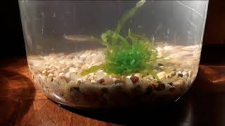 Banded Killifish Saltwater Pico Jar  Setup [upl. by Zonda]