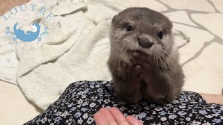 How Otter Baby Learn to Use His Hands [upl. by Eurd288]