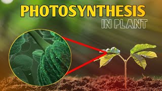 Photosynthesis  photosynthesis animation  how to photosynthesis in plant hindi [upl. by Ekenna]